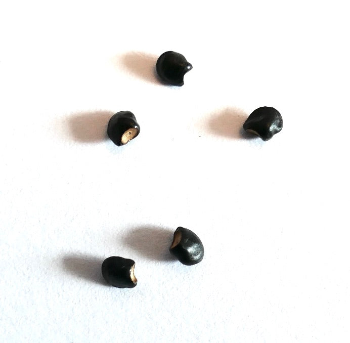 白い背景に小さな光沢のある黒いペディオカクタス・パピラカンサ種のサボテンの種子