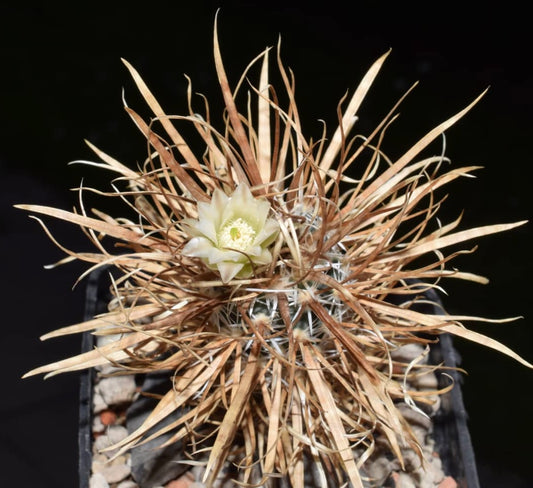 Pediocactus papyracantha SEEDS
