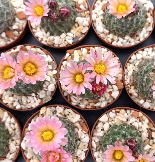 Pediocactus paradinei kleine succulente cactus met roze bloemen en gele centra in potten