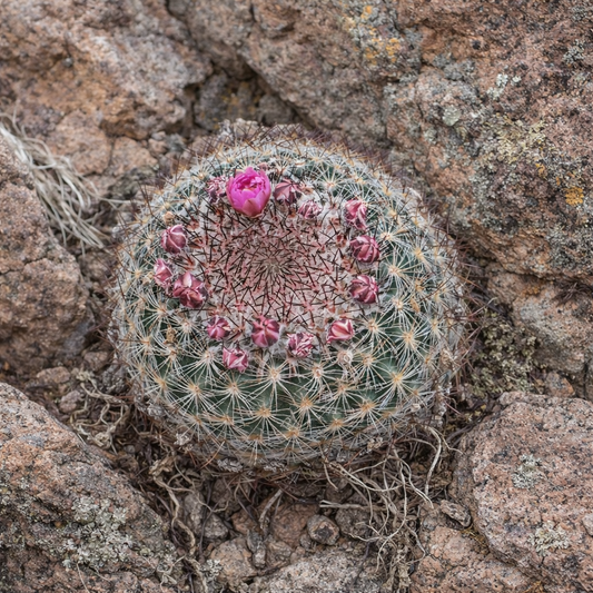 เพดิโอแคคตัส ซิมป์สันนี แคคตัสกลมเล็กพร้อมตาอ่อนสีชมพูและหนามท่ามกลางก้อนหิน