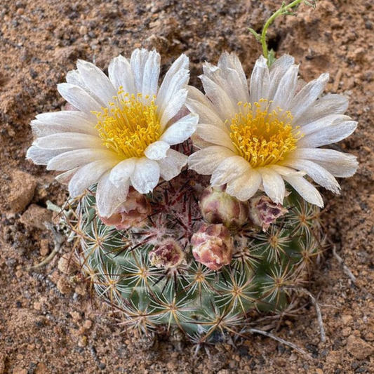 เพดิโอแคคตัส ซิมป์สันนี กระบองเพชรกลมเล็กมีดอกสีขาวและเกสรสีเหลืองในดินทะเลทราย