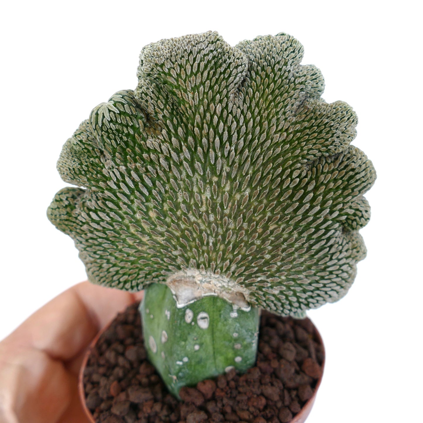 Pelecyphora aselliformis CRESTED