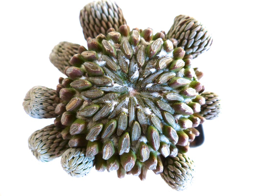 Pelecyphora aselliformis sjelden sukkulent kaktus med strukturerte knoller og ullent areoler