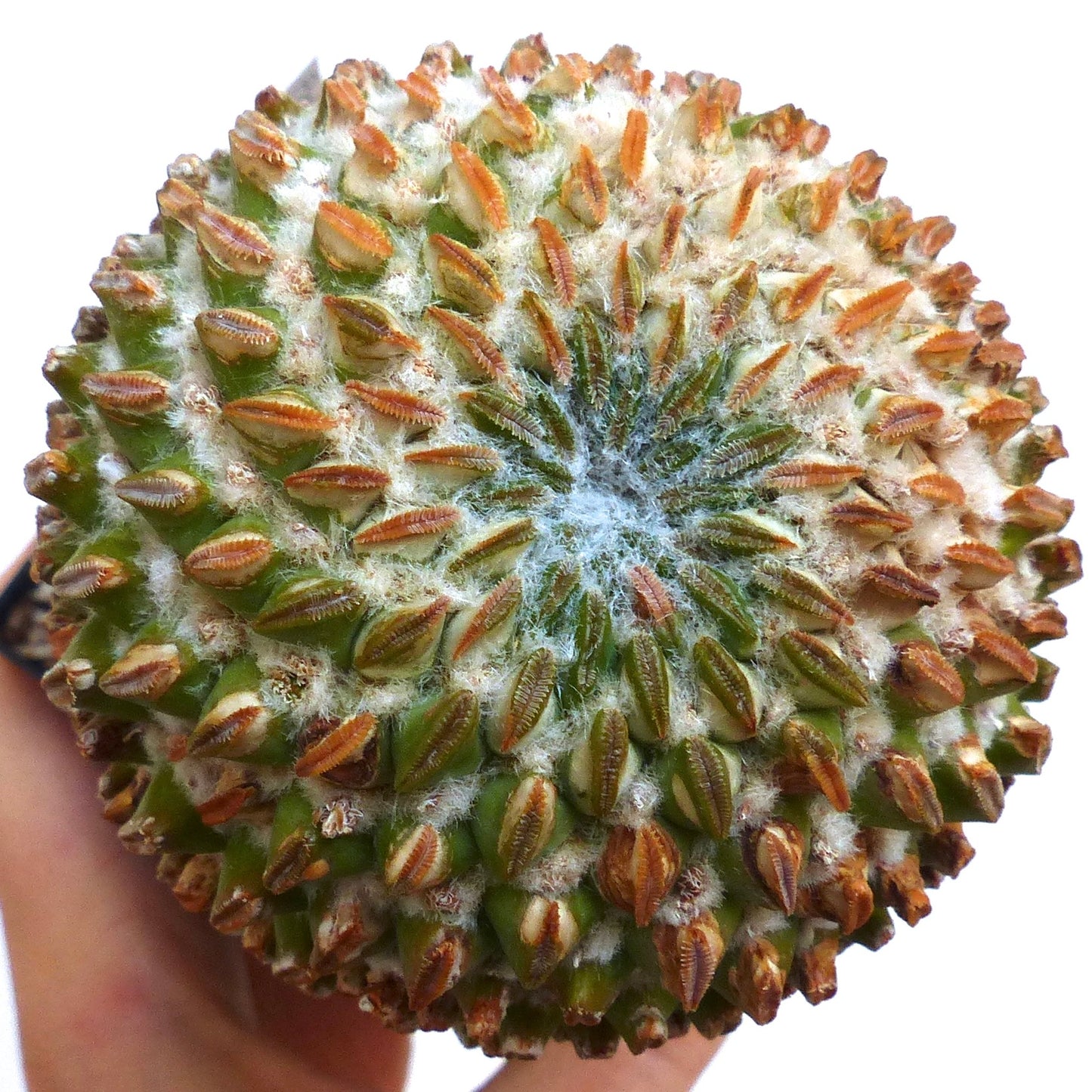 Pelecyphora aselliformis sjelden sukkulent kaktus med tett hvit ull og brune pigger