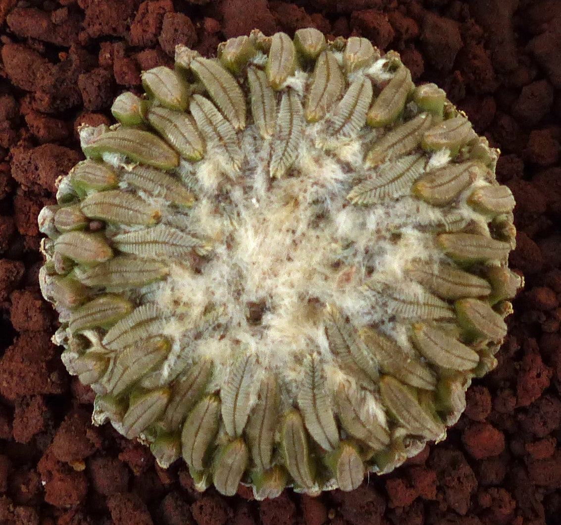 Pelecyphora aselliformis sjelden sukkulent kaktus med segmenterte ribber og ullaktig kjerne