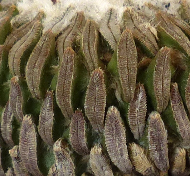 Pelecyphora aselliformis sjelden sukkulent kaktus med tette, ullaktige pigger nærbilde