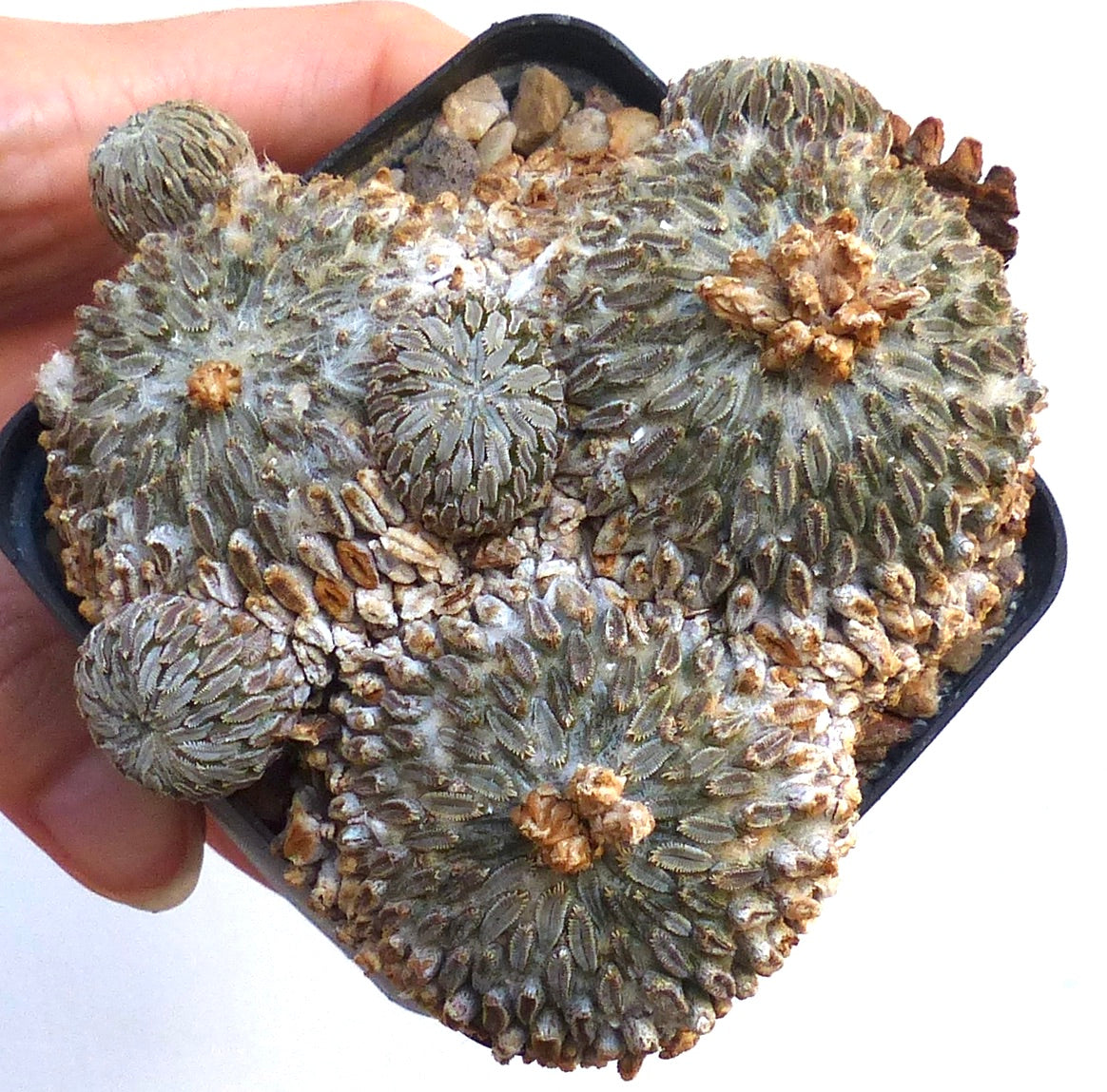 Pelecyphora aselliformis sjelden saftig kaktus med teksturerte grågrønne knoller og brune areoler