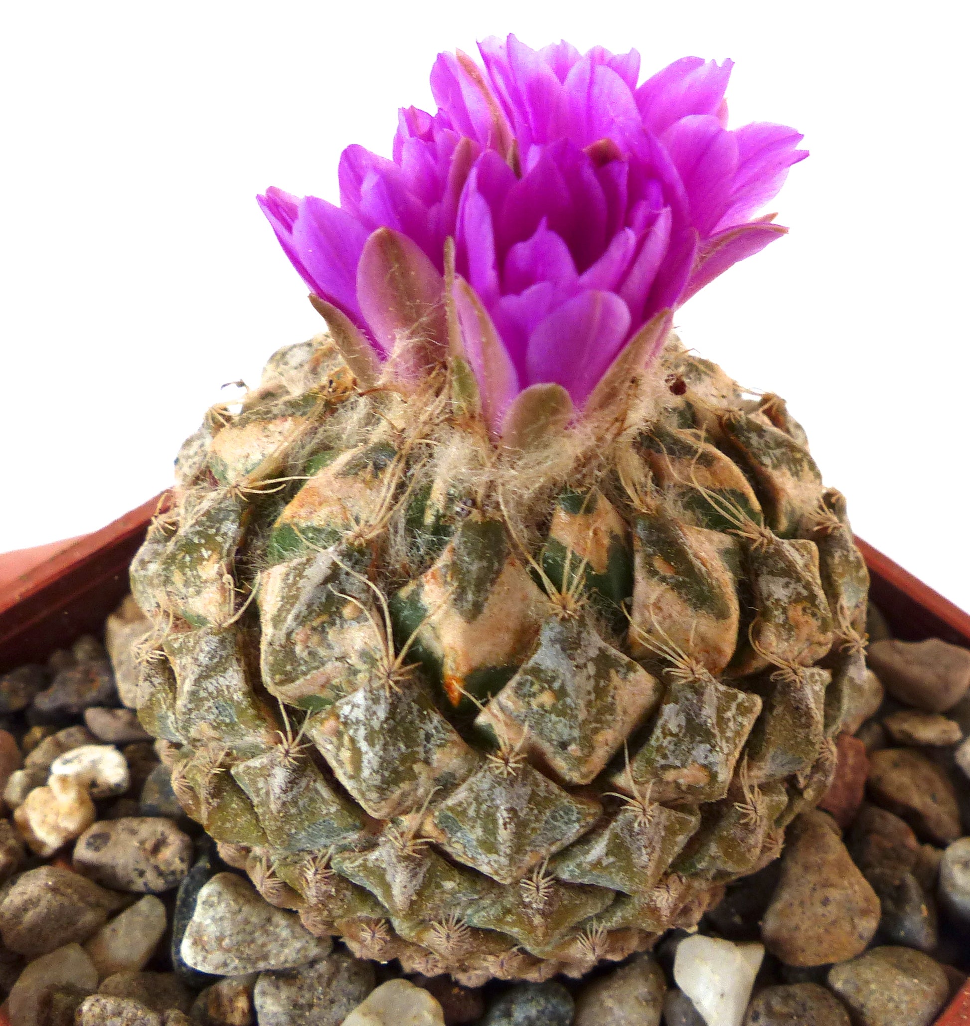 Pelecyphora strobiliformis cacto raro com corpo verde texturizado e flor vibrante roxa em flor