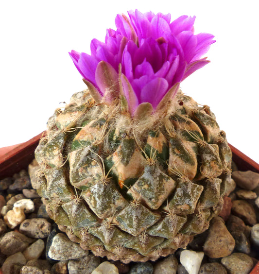 Pelecyphora strobiliformis rare cactus with textured green body and vibrant purple flower bloom