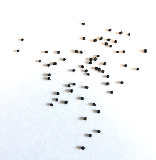 Pelecyphora valdeziana small black cactus seeds scattered on white background