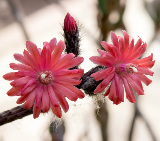 กระบองเพชร เปนิโอซิรีอุส ไวพีรินัส พร้อมดอกสีชมพูสดใสและลำต้นมีขนสีเข้ม แบบใกล้