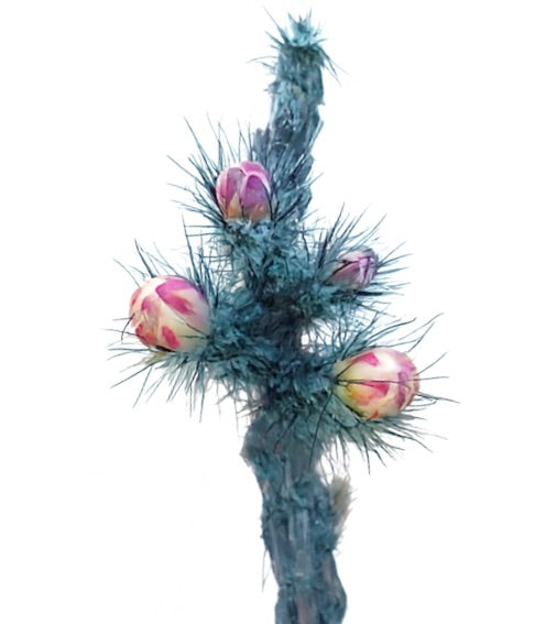 ペニオセレウス・グレギー 希少なサボテン とげのある茎とピンク色の花芽 クローズアップ