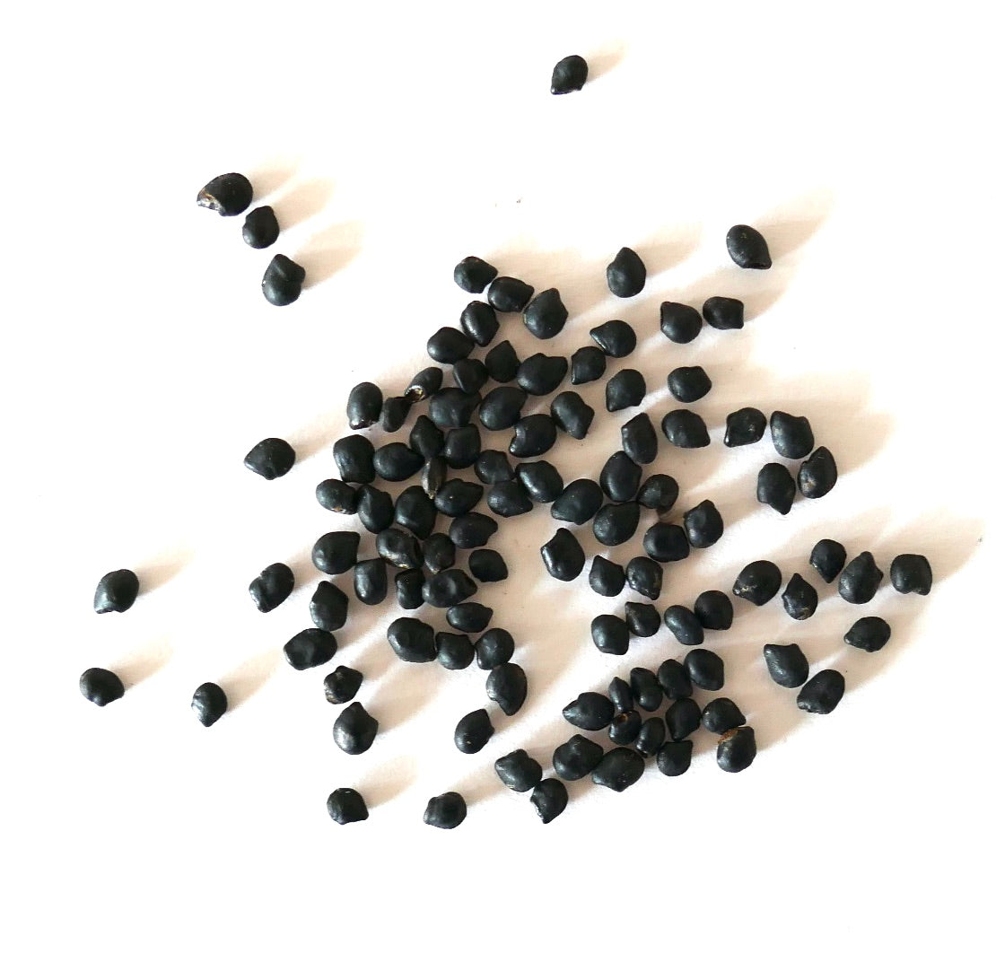 Peniocereus viperinus schwarze glänzende Kaktussamen auf weißem Hintergrund verstreut