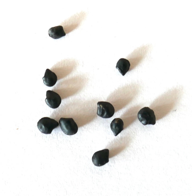 Peniocereus viperinus kleine schwarze Kakteensamen für seltene Sukkulentenvermehrung