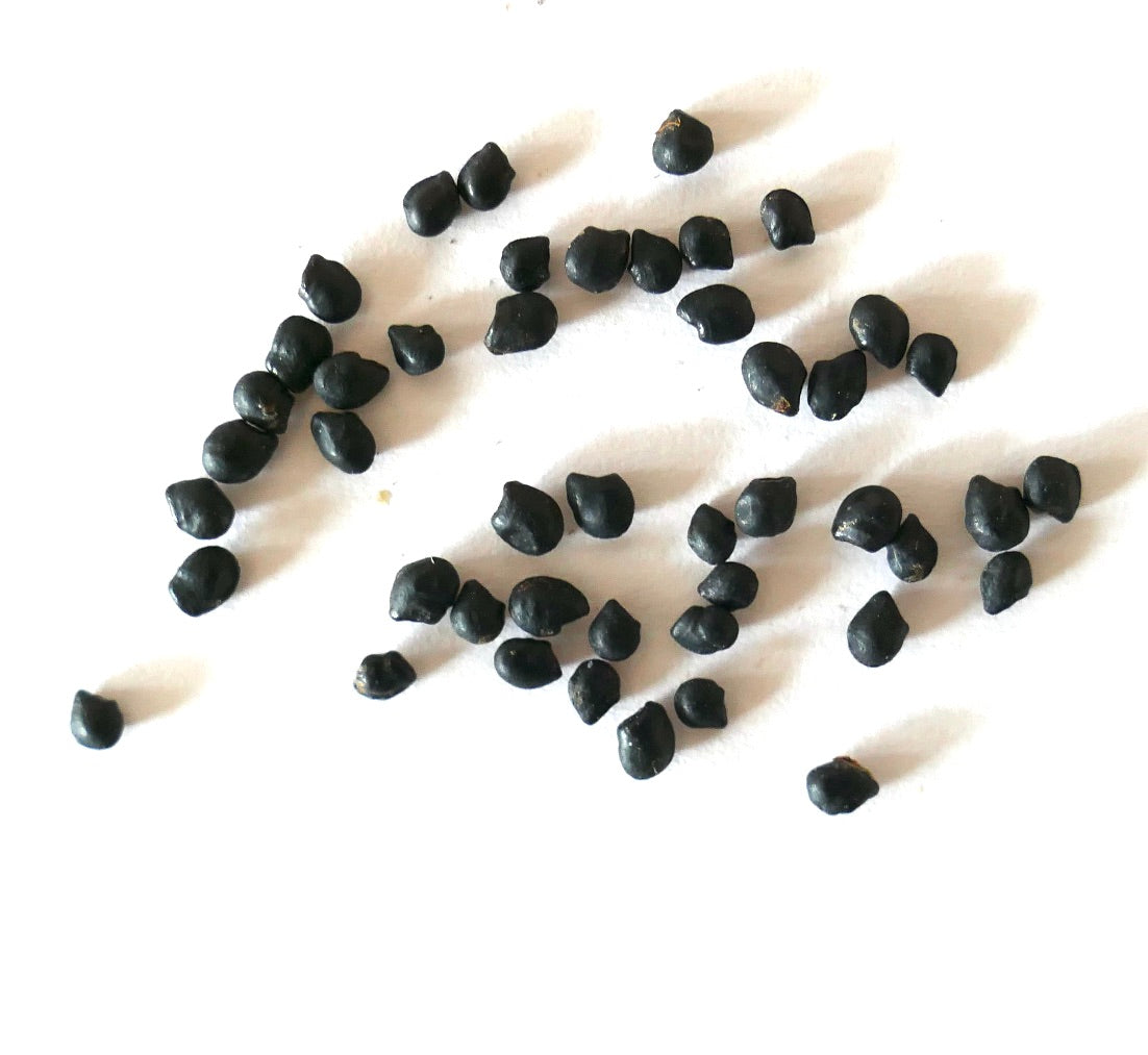 Peniocereus viperinus schwarze Kaktussamen zur Vermehrung seltener Sukkulentenpflanzen