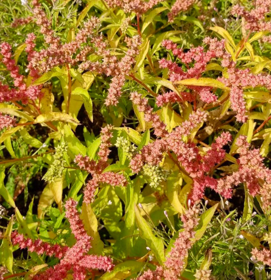 Penthorum sedoides Blühpflanze mit gelb-grünen Blättern und rosa gefächerten Blüten