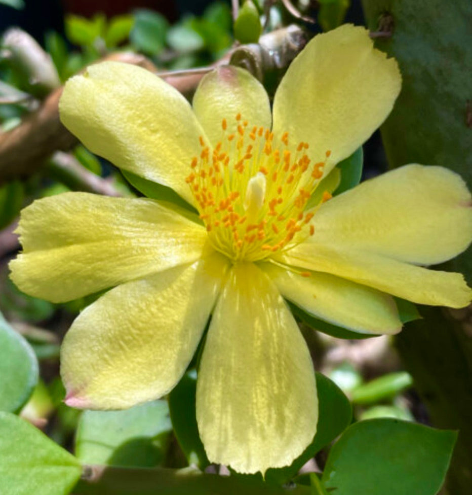 ペレスキオプシス・ヴェルティナ 多肉植物、大きな黄色い花とオレンジ色の雄しべ付き