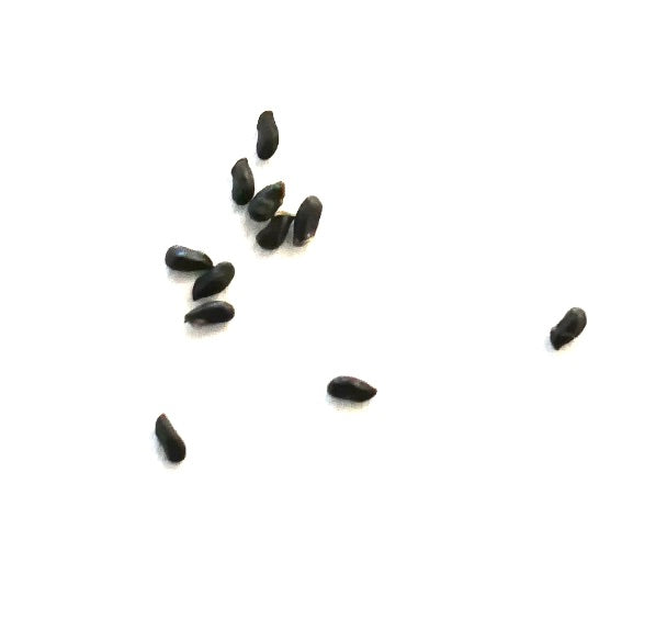 ファイファエラ・マタラレンシス 種子