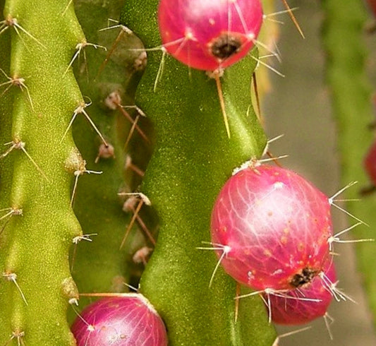 Sementes de Pfeiffera mataralensis