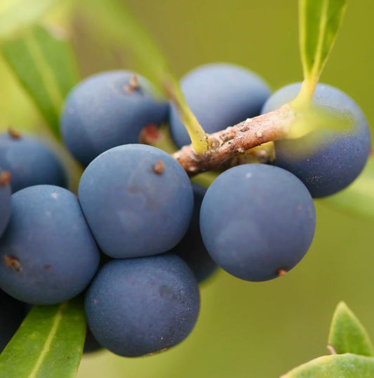 Phillyrea angustifolia SEEDS