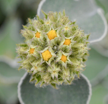 Phlomis fruticosa