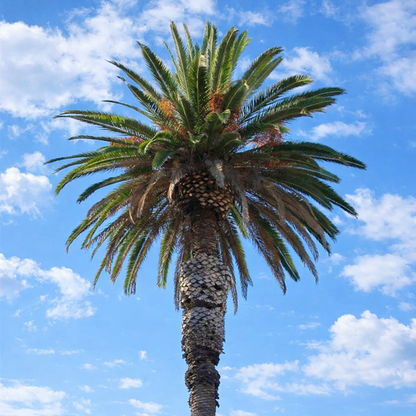 Phoenix andamanensis hoge palmboom met groene bladeren en een getextureerde stam tegen een blauwe lucht