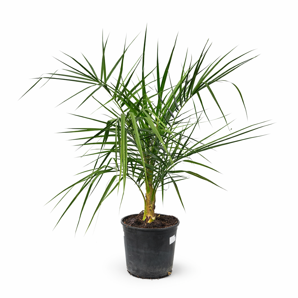 Phoenix andamanensis palm in pot met slanke groene bladeren en een getextureerde stam