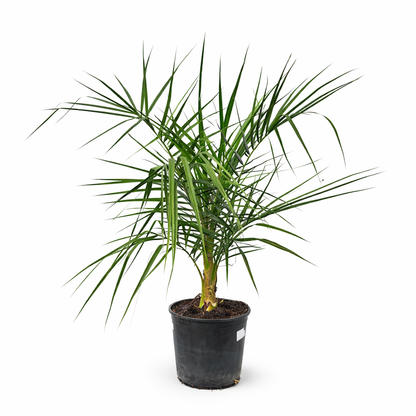 Phoenix andamanensis palm in pot met slanke groene bladeren en een getextureerde stam