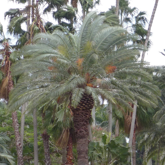 Phoenix canariensis var. porphyrocarpa