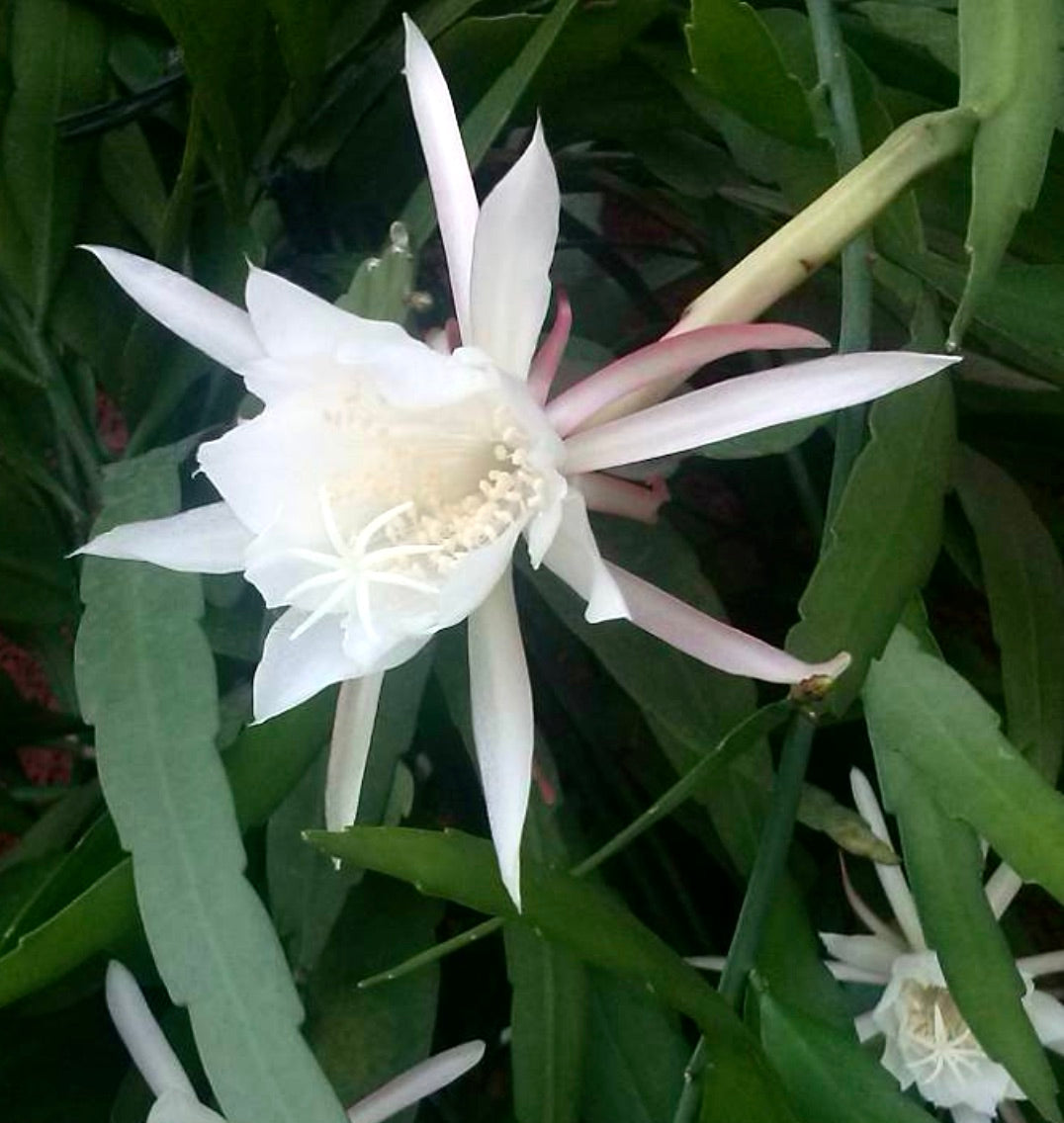 Phyllocactus anguliger Sukkulente Kaktee mit großer weißer, sternförmiger Blüte und grünen segmentierten Blättern