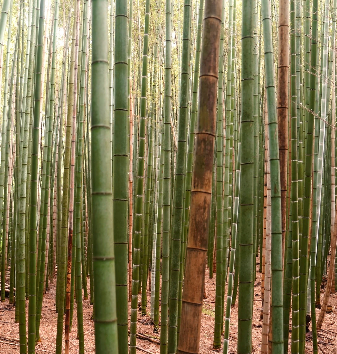 Phyllostachys edulis tall dense bamboo forest with green segmented stalks and natural texture