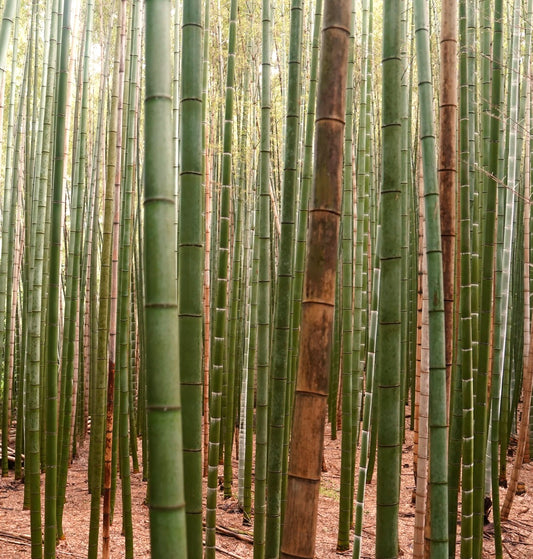 Phyllostachys edulis tall dense bamboo forest with green segmented stalks and natural texture