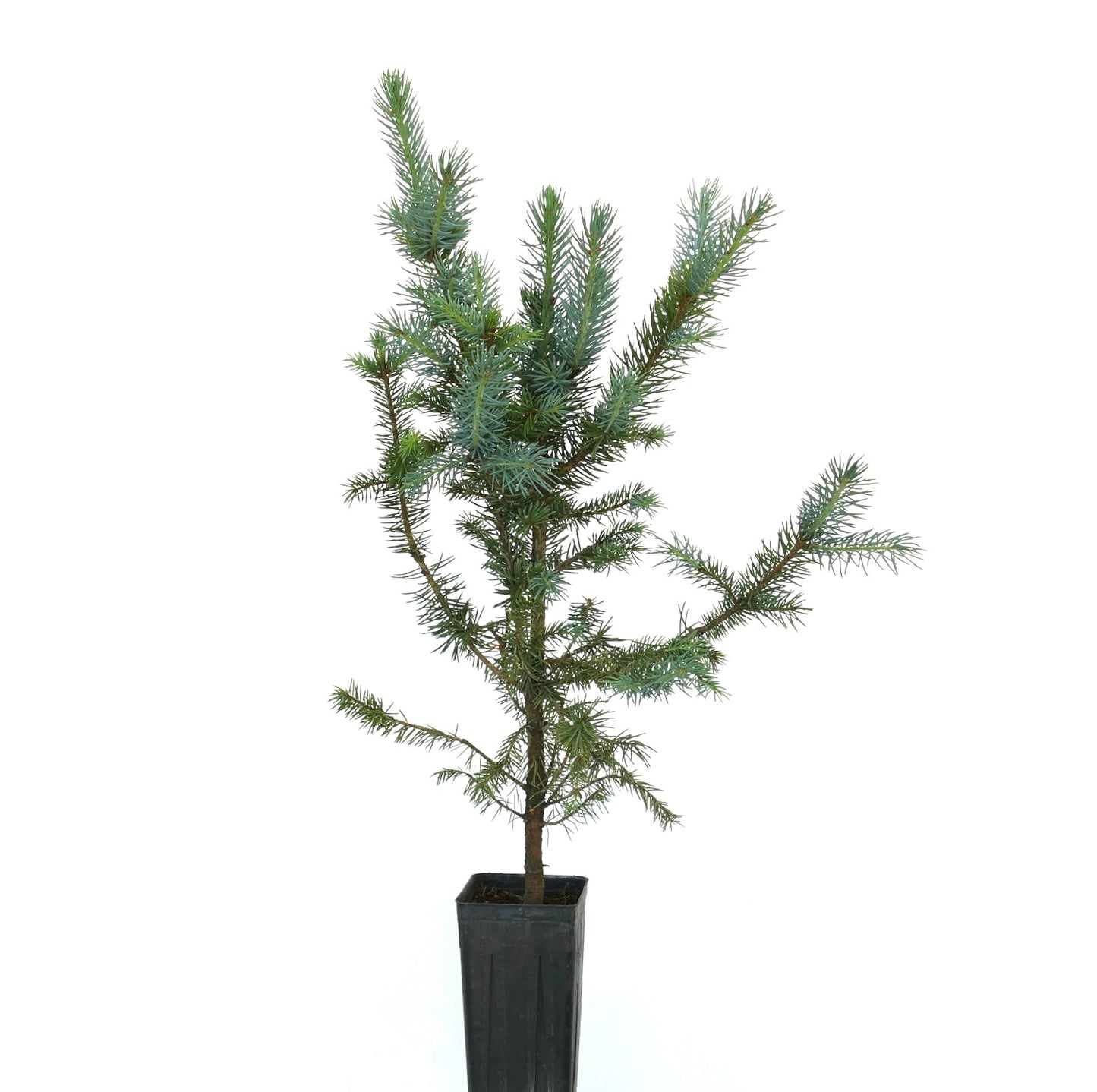 Picea pungens young blue-green evergreen conifer with sharp needles in black pot