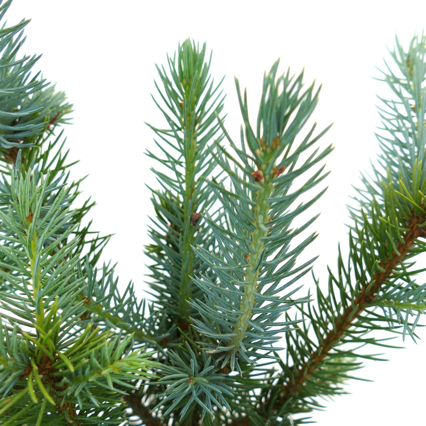 Picea pungens close-up of dense blue-green needle clusters on woody branches