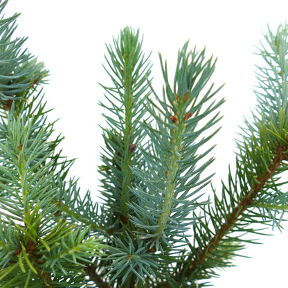 Picea pungens close-up of dense blue-green needle clusters on woody branches