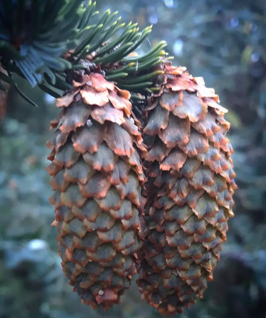 Picea alcoquiana (Honshū ISLAND, JAPAN)