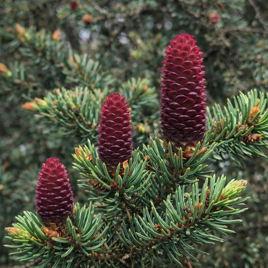 Picea asperata