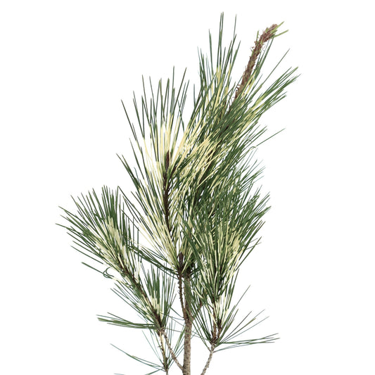 Picea breweriana
