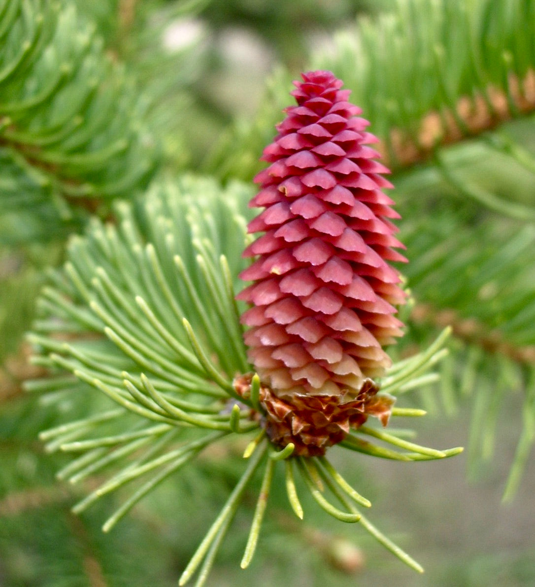 Picea omorika