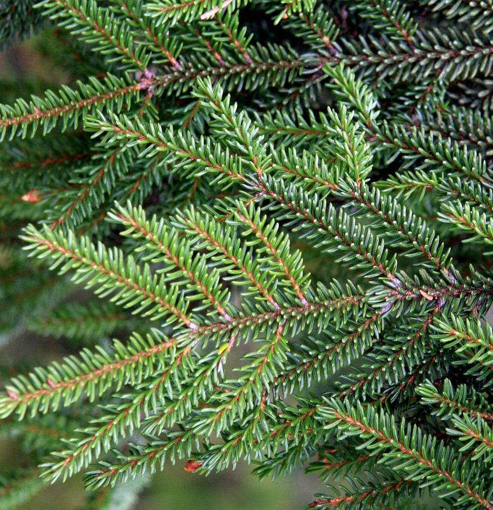Picea orientalis