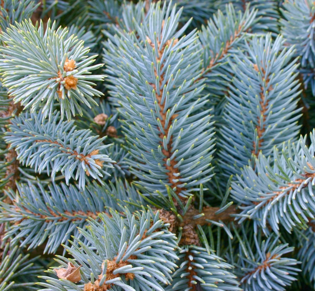 Primo piano delle foglie aghiformi blu-verdi di Picea pungens con aghi densi e appuntiti e steli marroni