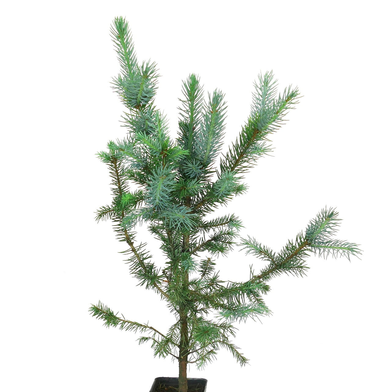 Picea pungens young conifer with blue-green needles and sparse branching in pot