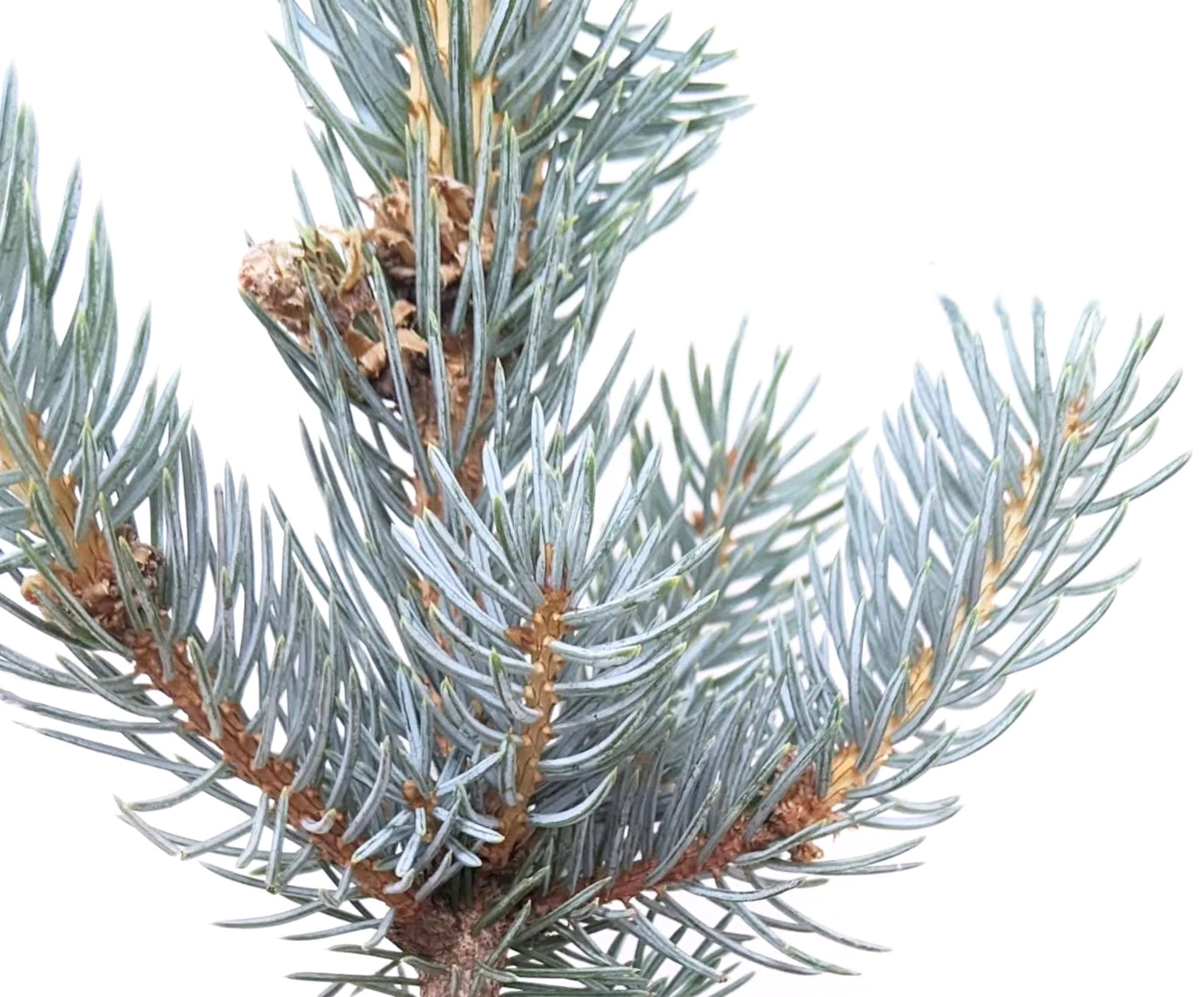 Picea pungens cv ISELI FASTIGATA