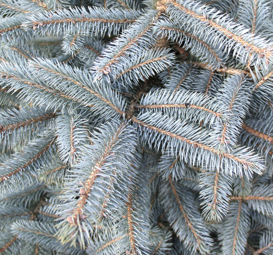 Picea pungens glauca 10-30cm