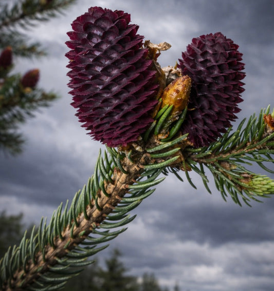 Picea purpurea