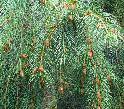 Picea smithiana