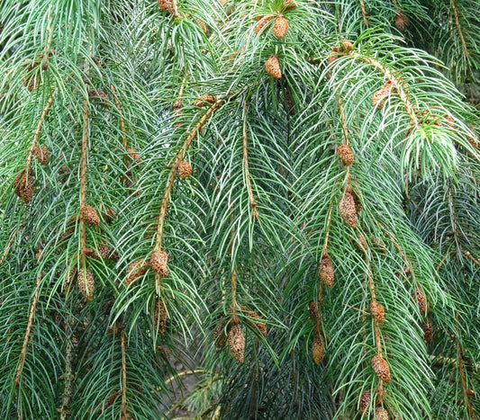 Picea smithiana