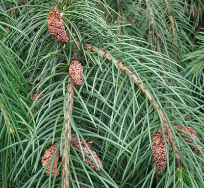 Picea smithiana