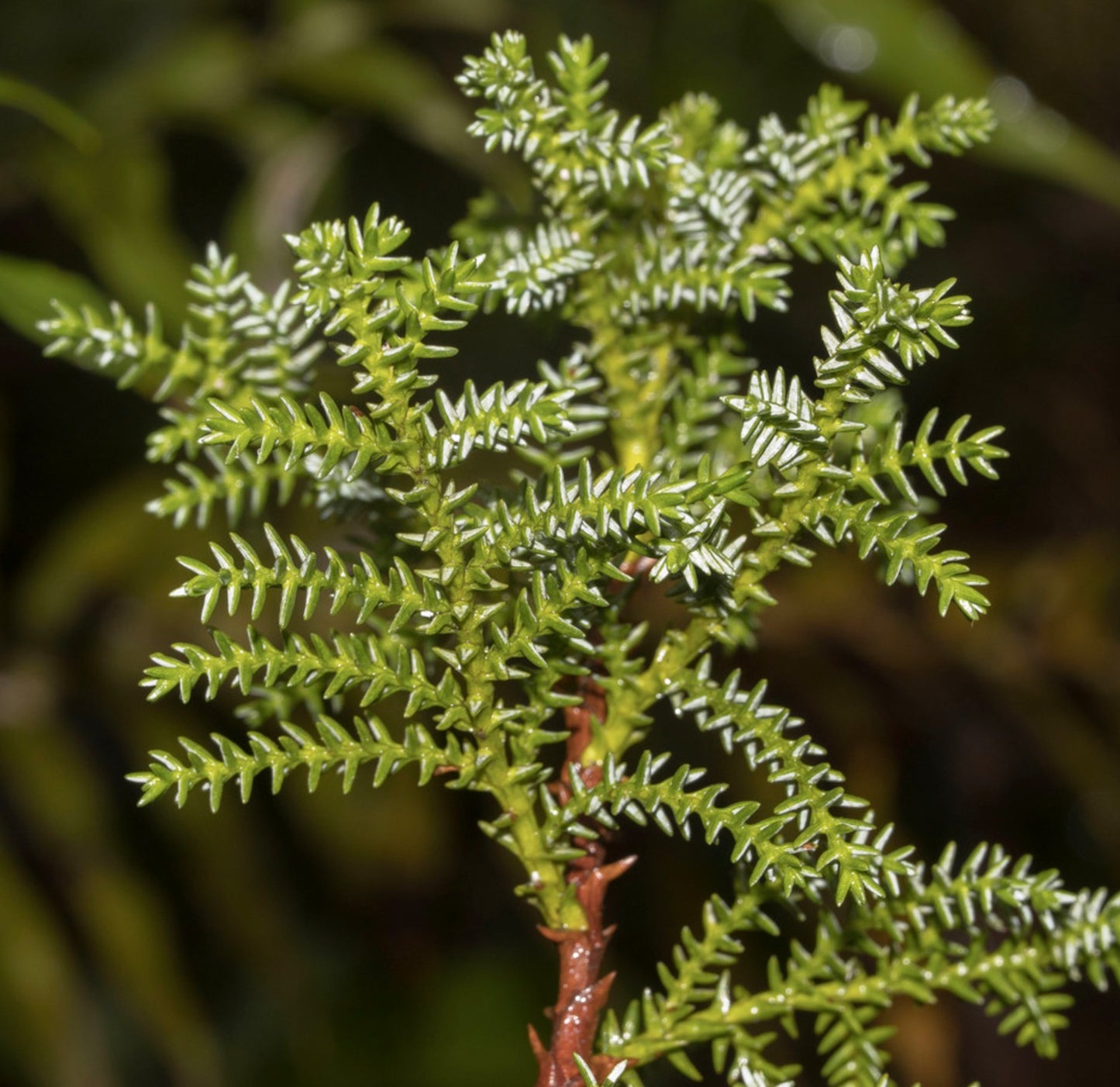 Pilgerodendron uviferum