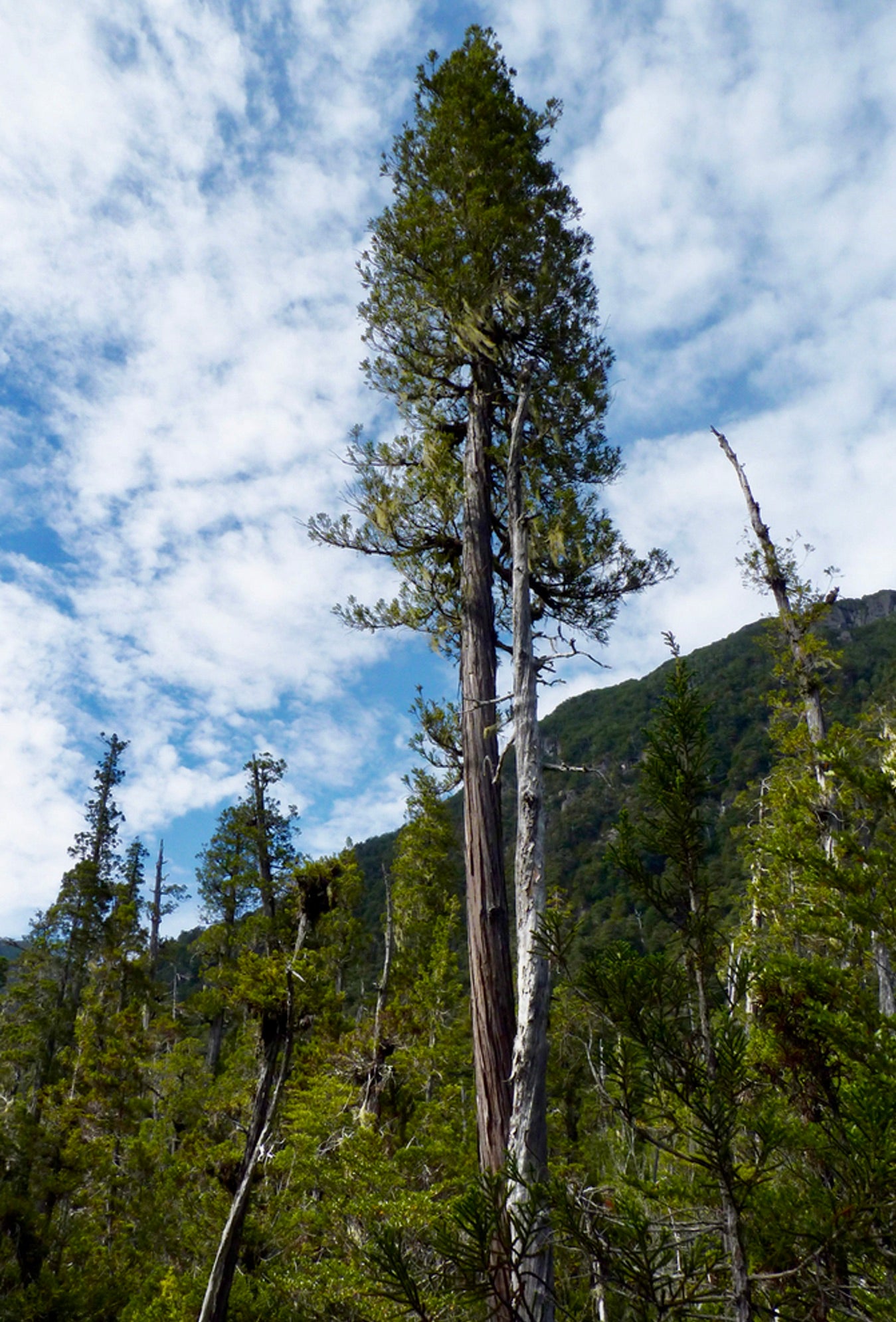 Pilgerodendron uviferum